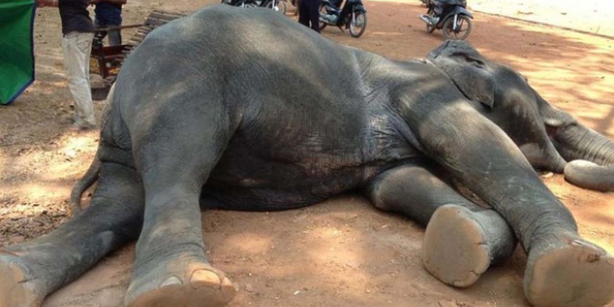 Hayvanların dramı: Kamboçya’da turist gezdiren bir fil işkenceye dayanamadı