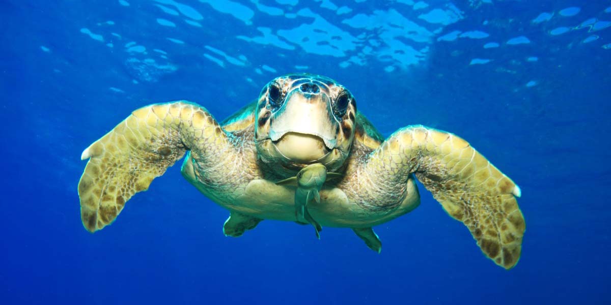 Deniz kaplumbağaları tehdit altında