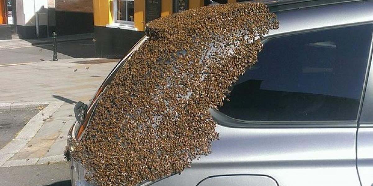 Arılar kraliçe arıyı kurtarmak için iki gün boyunca uğraştı