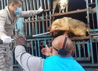 Çinli aktivistler köpekleri kurtardı