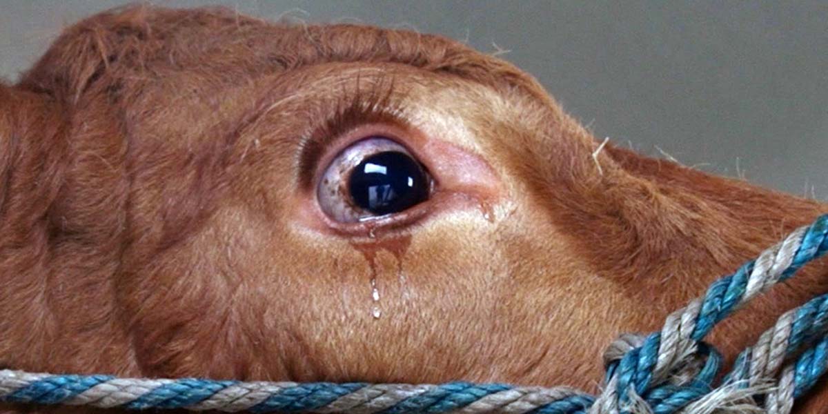 Bu inek, neler olduğunu anlayana kadar korkudan ağladı