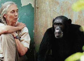 Primatlarla ilgili algımızı sonsuza kadar değiştirecek ilham verici 3 kadınla tanışınPrimatlarla ilgili algımızı sonsuza kadar değiştirecek ilham verici 3 kadınla tanışın