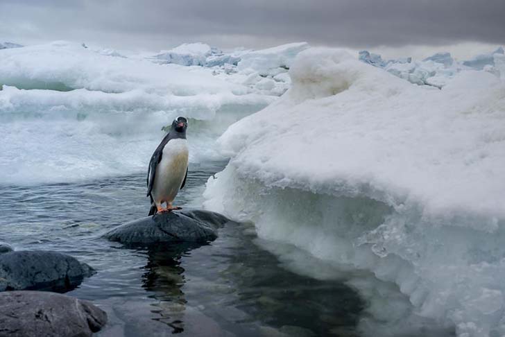 antarktik penguenleri 8