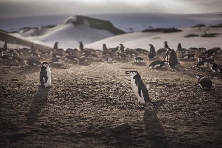 antarktikanin penguenleri 5