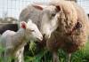 Yavrusundan ayrılan koyunu büyük bir sürpriz bekliyor: Harry ve annesinin kavuşma anı