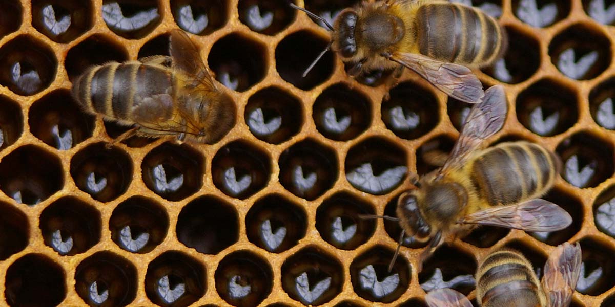Morgan Freeman Mississippi’deki çiftliğini yaban arıları için büyük bir koruma alanına dönüştürüyor