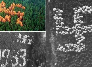 Nazi Doğası: 2. Dünya Savaşı’ndan 1992’ye kadar gizli kalan gamalı haç ormanı
