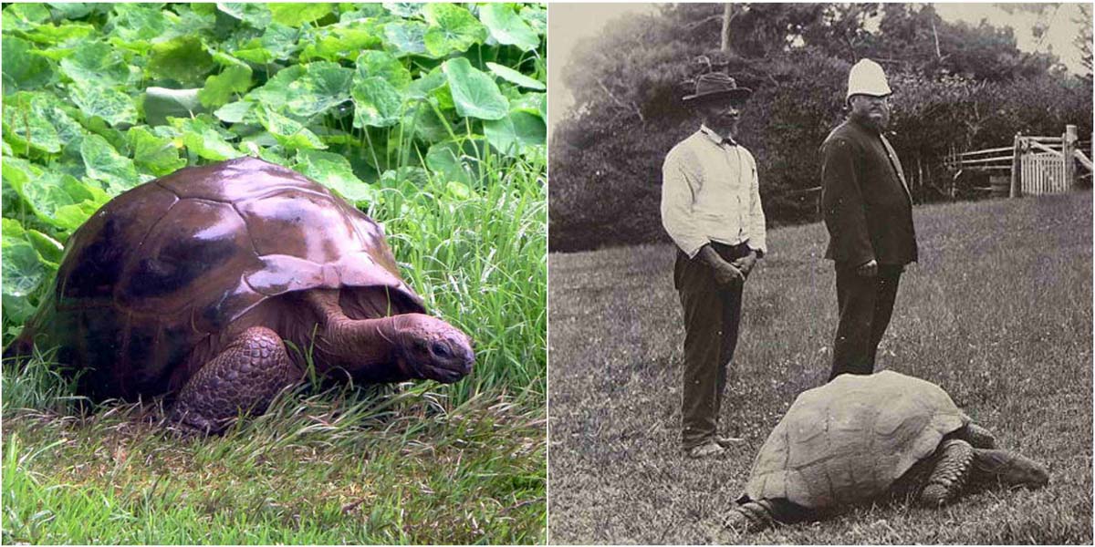 En eski kara hayvanı: 182 yaşındaki dev kaplumbağa Jonathan