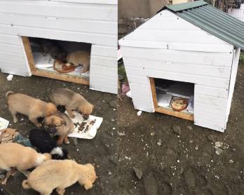 Bakü’de sokak köpeklerine kulübe sağlayan şirket