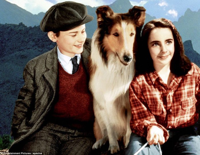 Lassie-696x541.jpg
