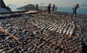 Her yıl 73 milyon köpek balığı "yüzgeç çorbası" için katlediliyor