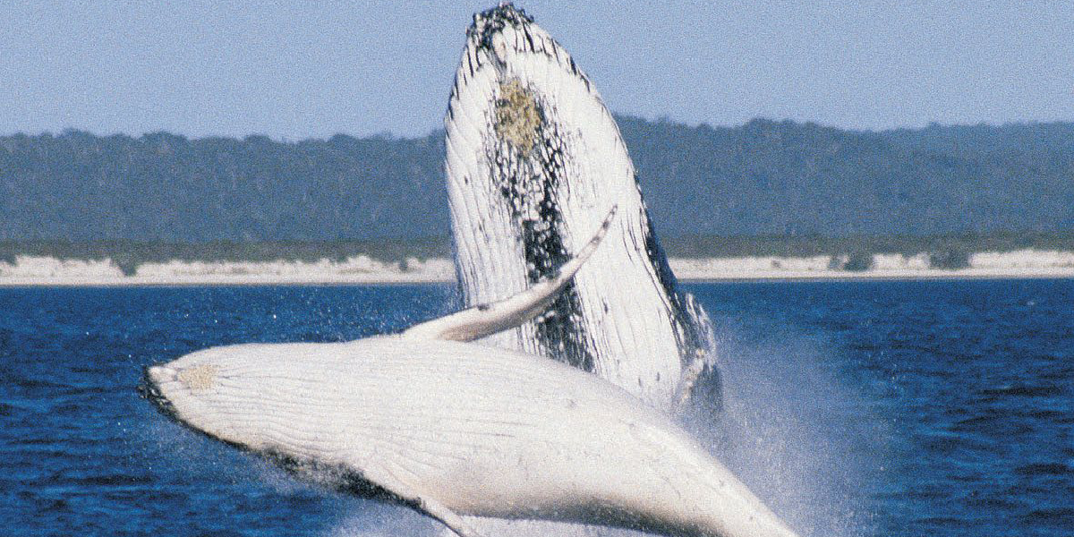 Yapılan araştırmalar, yavru balinaların diğer hayvanlardan korunmak için anneleriyle fısıldaştığını gösteriyor