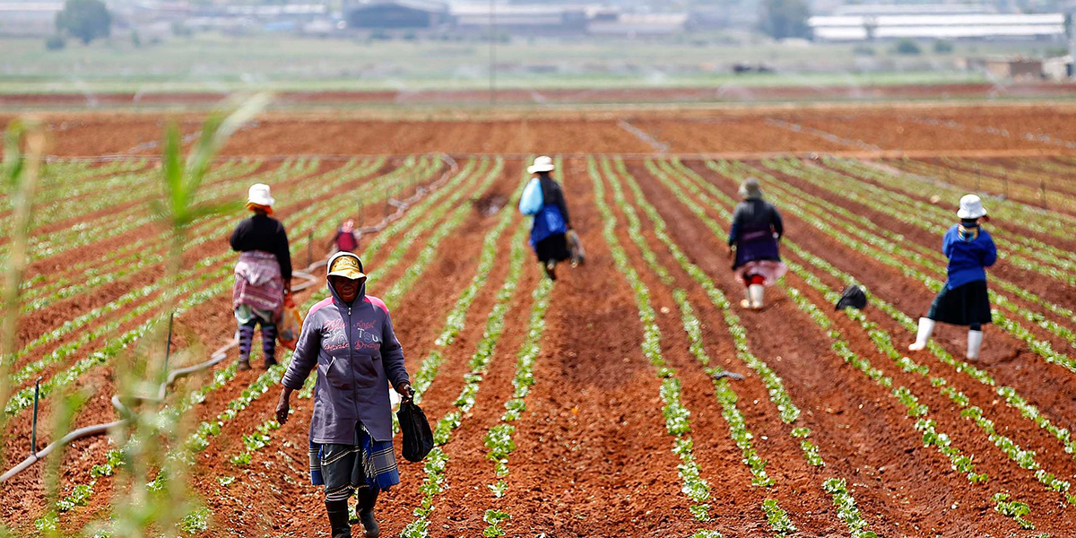 Neden Afrika’nın dev bir gıda çiftliğine dönüşmesine engel olmalıyız?