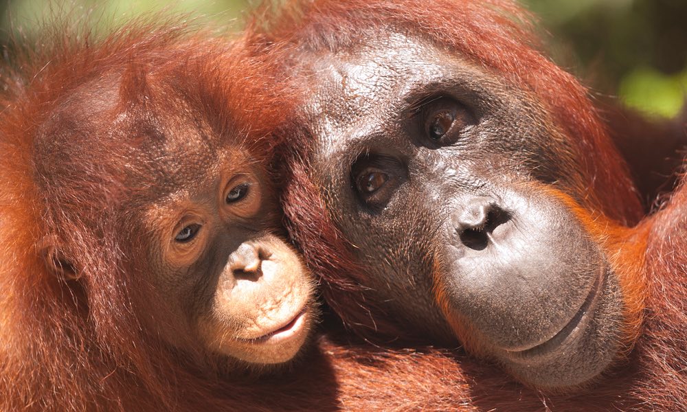 Fotoğraflarla Borneo’da orangutanlar: The Orangutan’s World