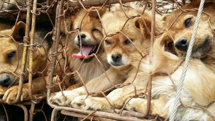 Yulin Kopek Eti Festivali Gecici Olarak Yasaklandi