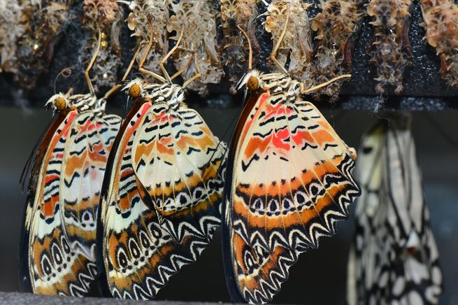 Mutant kelebekler: Genlerin değiştirilmesiyle gelen renk ve desen