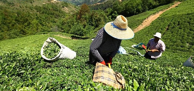Hopa Çay Kooperatifi: Halk üretiyor, halk kazanacak