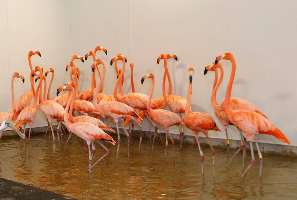Yunuslar, flamingolar ve domuzlar: İrma Kasırgasından kurtarılan hayvanlar