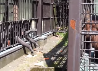 Bu üzgün orangutan hayvanat bahçesindeki diğer esir primatlarla duygularını paylaşıyor