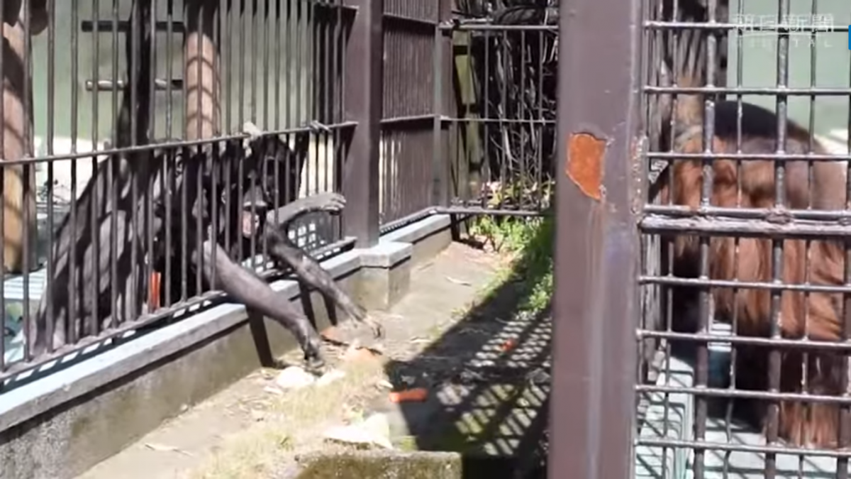 Bu üzgün orangutan hayvanat bahçesindeki diğer esir primatlarla duygularını paylaşıyor