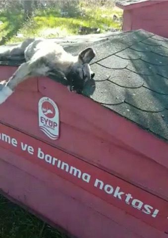 Animal Abuse in Istanbul/Turkey
