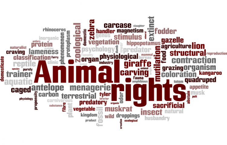 Neden hayvan hakları?