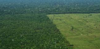 Yağmur ormanlarında dünyanın en büyük ağaçlandırma projesi