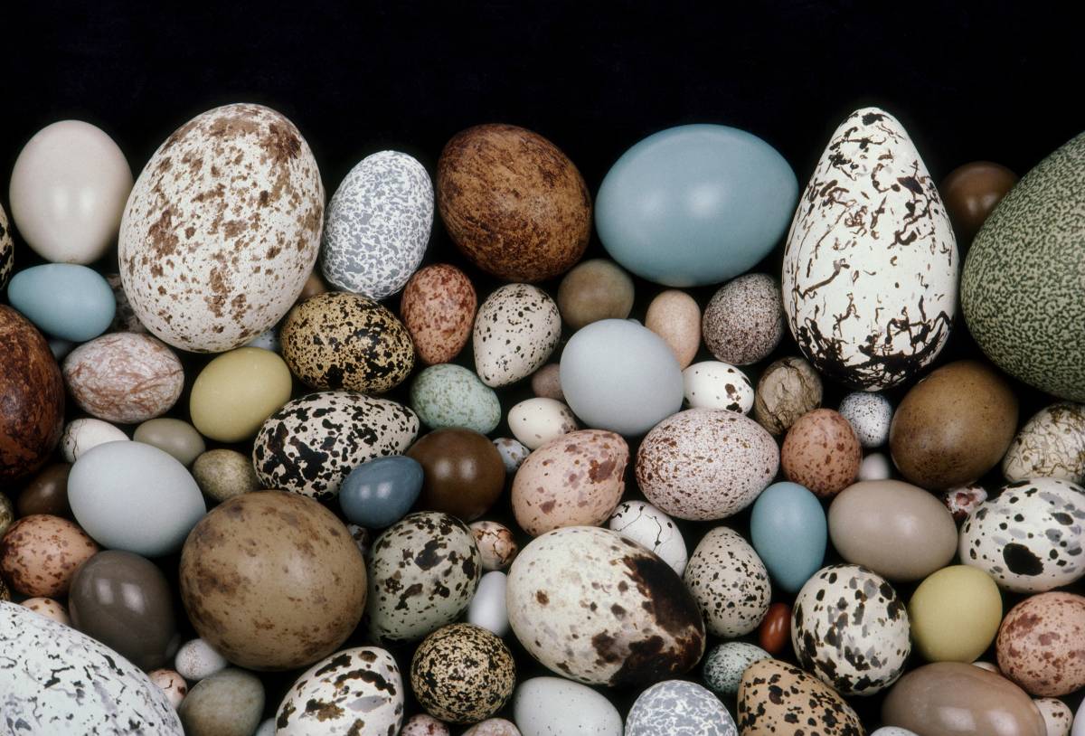 Penguen yumurtaları neden asimetriktir?