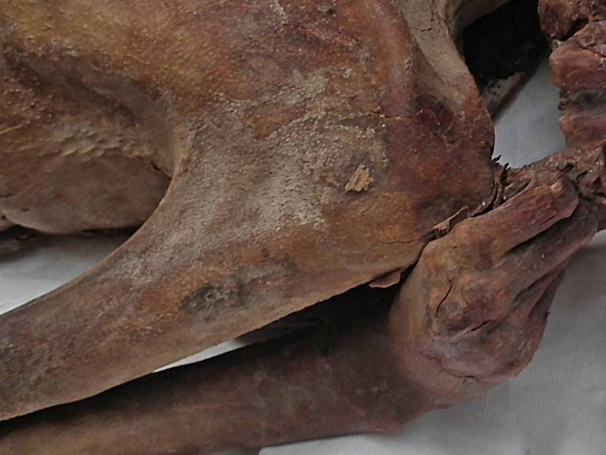 Üzerinde dünyanın en eski dövmesi bulunan Mısırlı mumya 100 yıldır  İngiliz Müzesi’nde