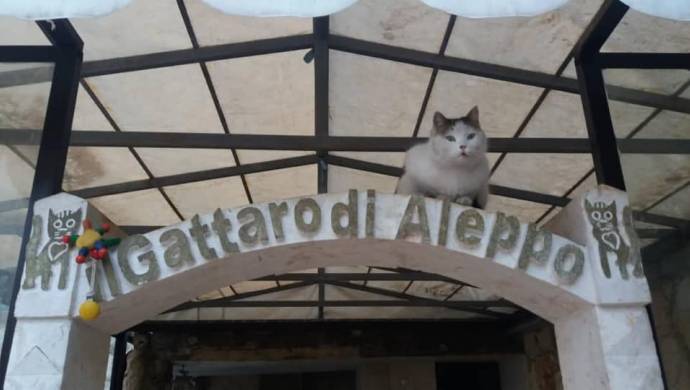 Halep’in kedileri için yardım çağrısı!